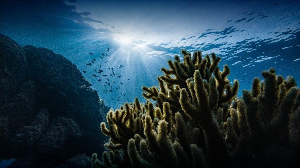 Más 100 investigadores participarán en el XXII Congreso Nacional de Oceanografía en Veracruz