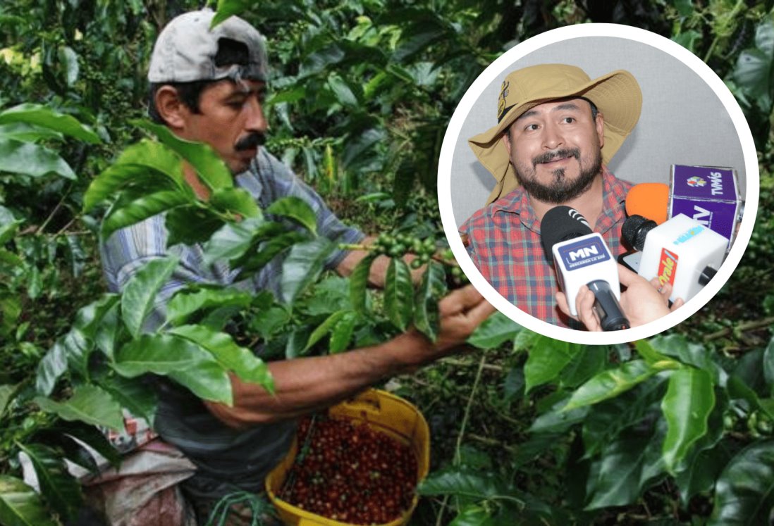 Estas son las plagas que están afectando la producción de café en Veracruz