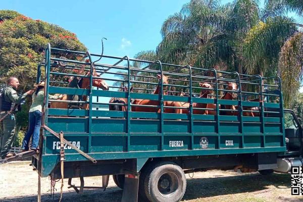 FGE Veracruz entrega en resguardo a caballos maltratados en Emiliano Zapata