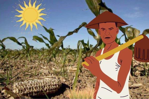Sequía le pegó a la producción de maíz en todo Veracruz