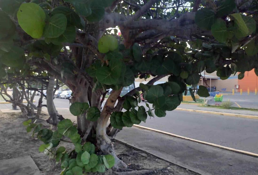 Uveros, de los árboles más resistentes de Veracruz