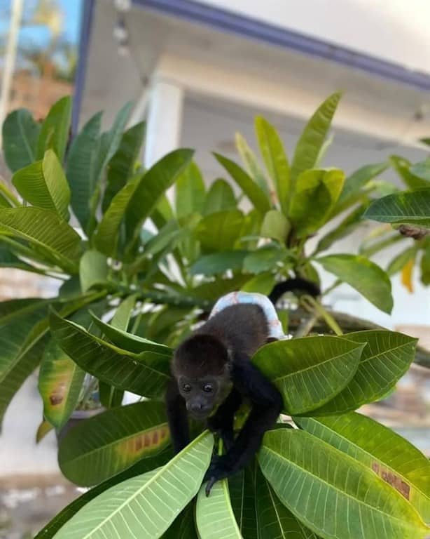 Resguardan a mono bebé que era usado como mascota en una casa en Veracruz