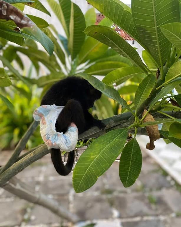 Resguardan a mono bebé que era usado como mascota en una casa en Veracruz