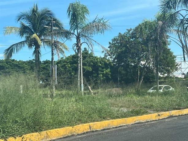¡Safari urbano! Carretera de la Riviera Veracruzana olvidada entre la maleza