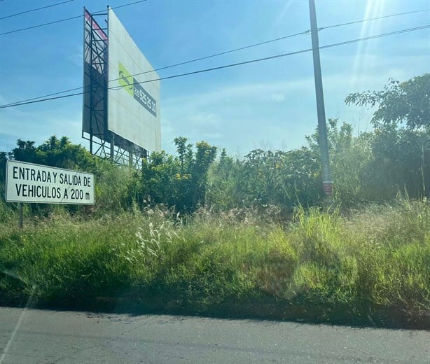 ¡Safari urbano! Carretera de la Riviera Veracruzana olvidada entre la maleza