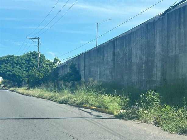 ¡Safari urbano! Carretera de la Riviera Veracruzana olvidada entre la maleza