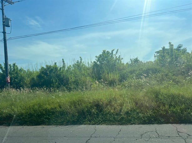 ¡Safari urbano! Carretera de la Riviera Veracruzana olvidada entre la maleza