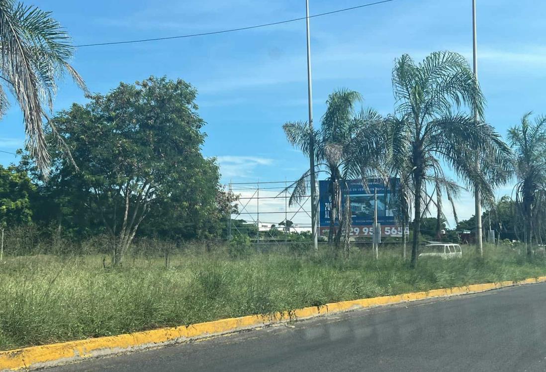 ¡Safari urbano! Carretera de la Riviera Veracruzana olvidada entre la maleza