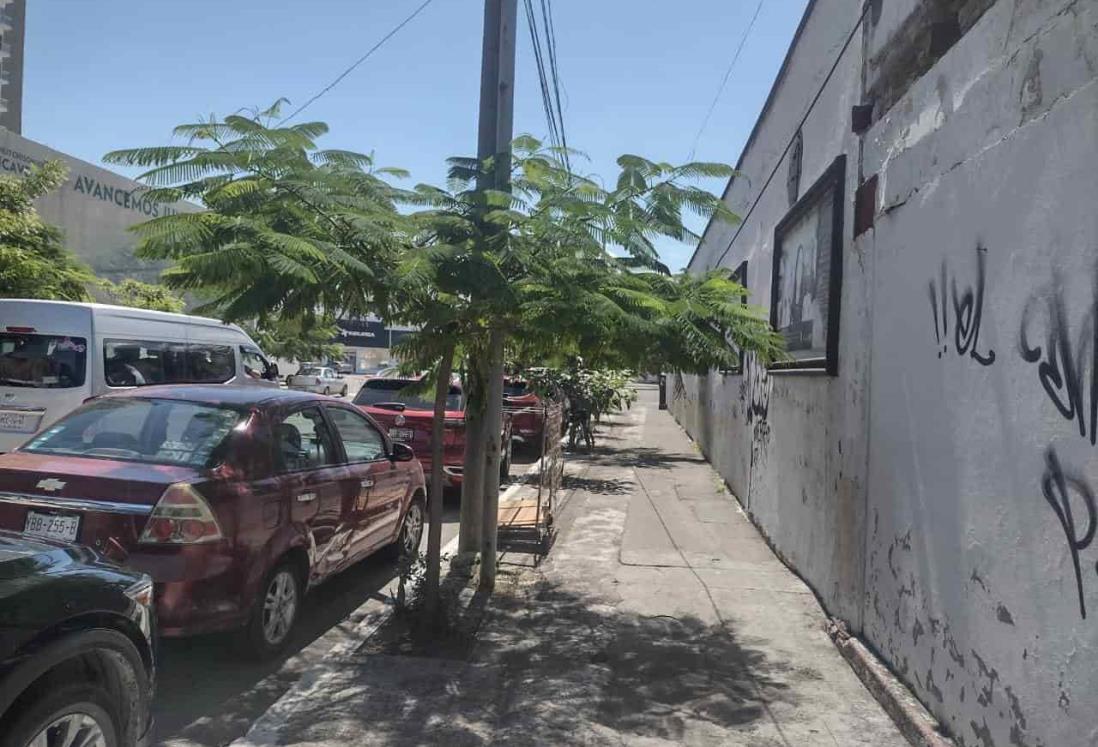 Árboles sembrados en centro de Veracruz al fin dan sombra