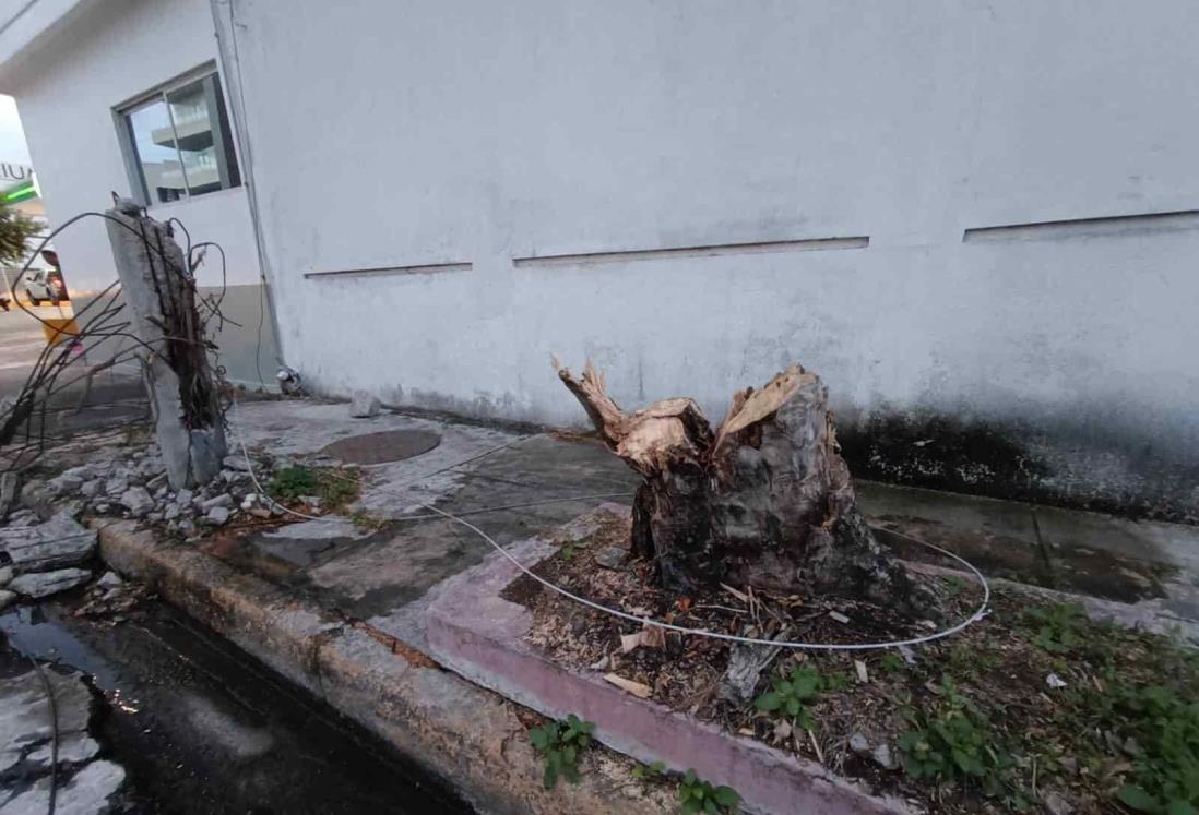 Árbol y poste caídos ponen en riesgo a vecinos de Costa de Oro en Boca del Río