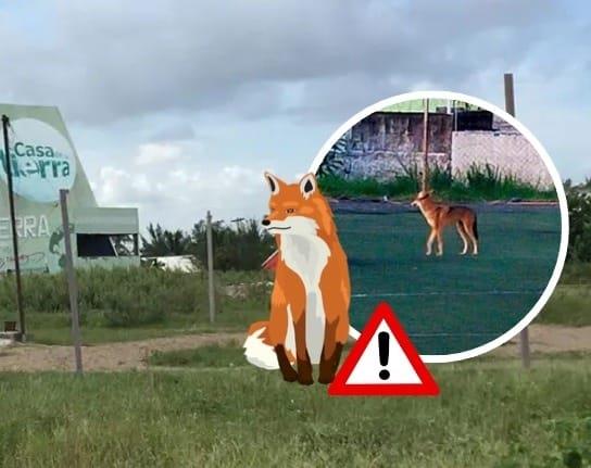 Avistan coyote cerca de parque deportivo en la ciudad de Veracruz