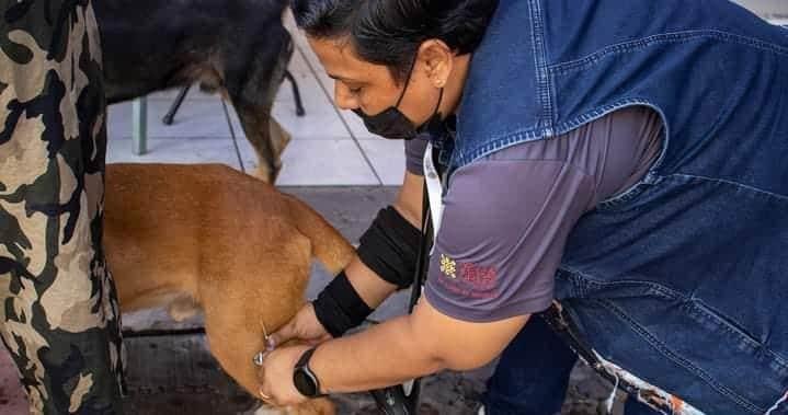 Exitosa jornada de vacunación antirrábica en Paso de Ovejas