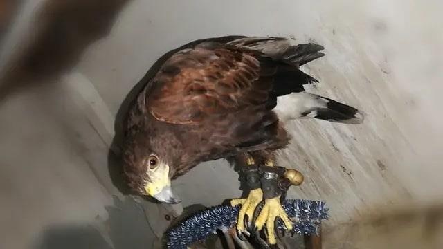 Águila perdida en zona norte de Veracruz; dueño ofrece recompensa