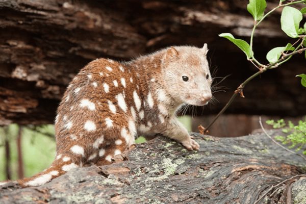 Hallan marsupial quoll extinto hace un siglo, en un jardín de Australia