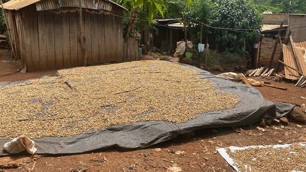 Producción de cacahuate en la sierra sur de Veracruz, importante actividad económica | VIDEO