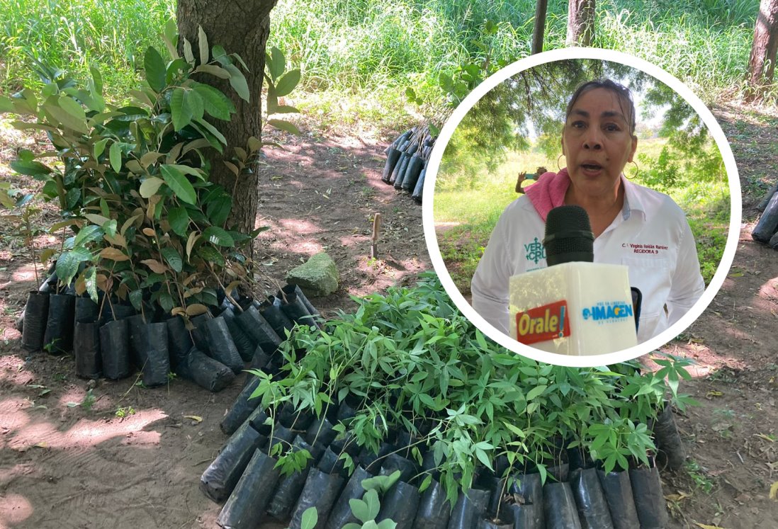 Siembran 400 árboles de diversas especies para restaurar Laguna El Encanto, en Veracruz