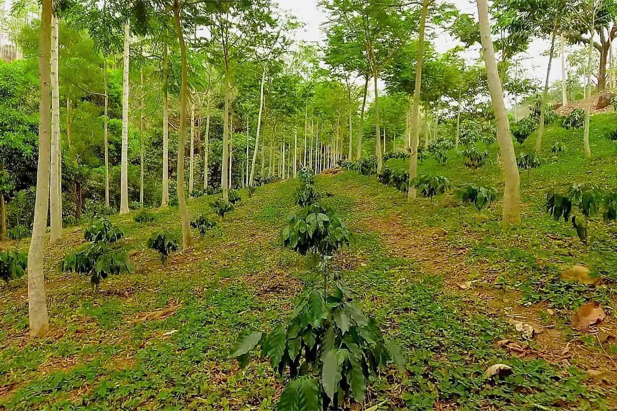 Agroforestería de regeneración