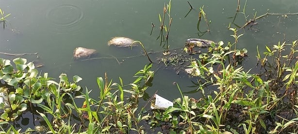 Denuncian descargas de aguas negras en lagunas Ilusión y Encanto