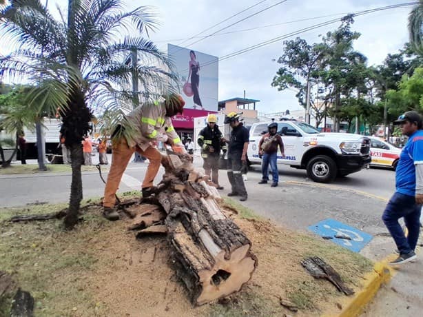 Árbol en Veracruz casi aplasta a motociclista