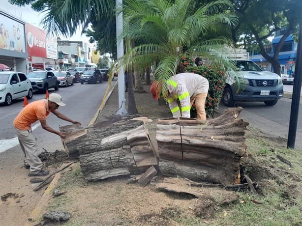 Árbol en Veracruz casi aplasta a motociclista