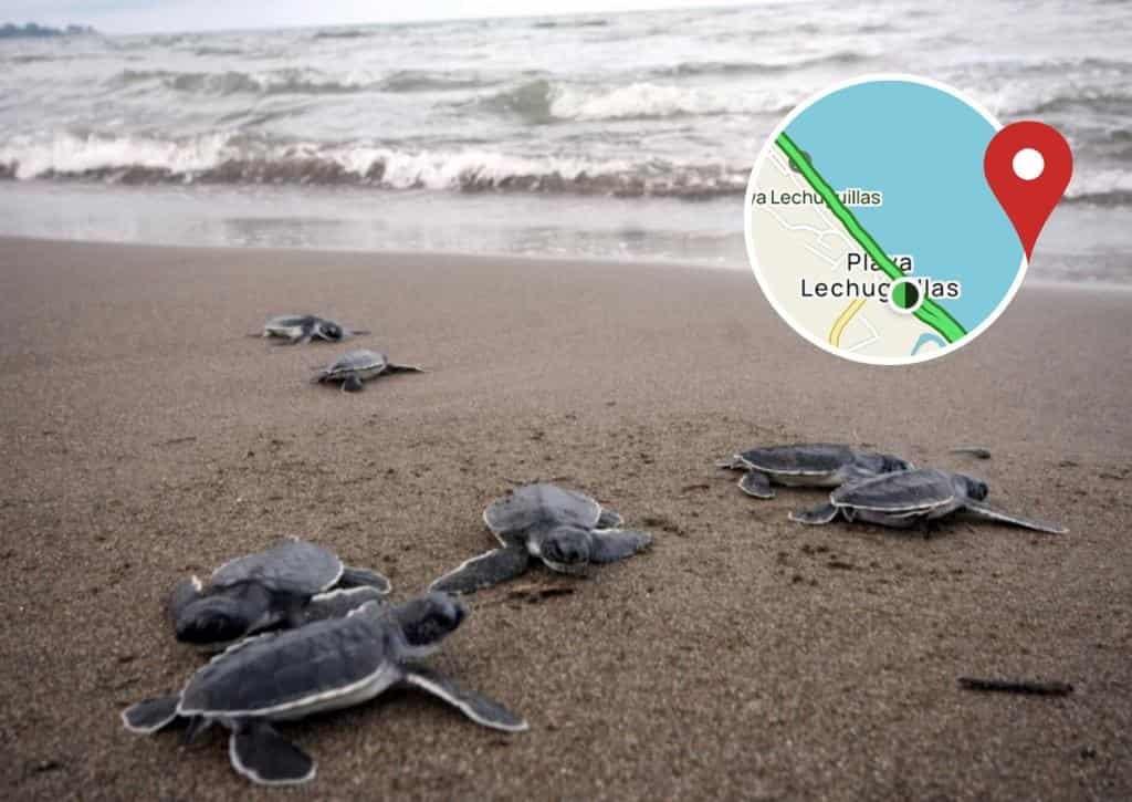 Semarnat busca declarar a playa Lechuguillas, en Veracruz como Área Natural Protegida