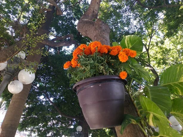 Adornan Zócalo de Veracruz con flores de Cempasúchil por Día de Muertos