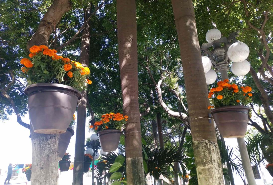 Adornan Zócalo de Veracruz con flores de Cempasúchil por Día de Muertos