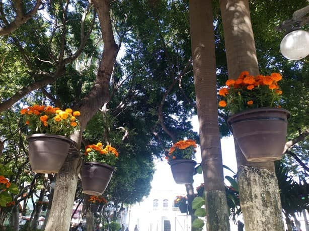 Adornan Zócalo de Veracruz con flores de Cempasúchil por Día de Muertos