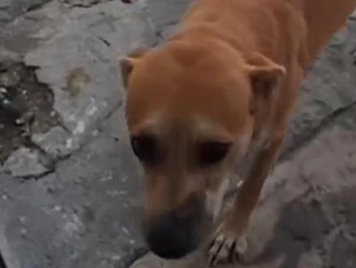 Envenenan a perro guardián de colonia de Veracruz