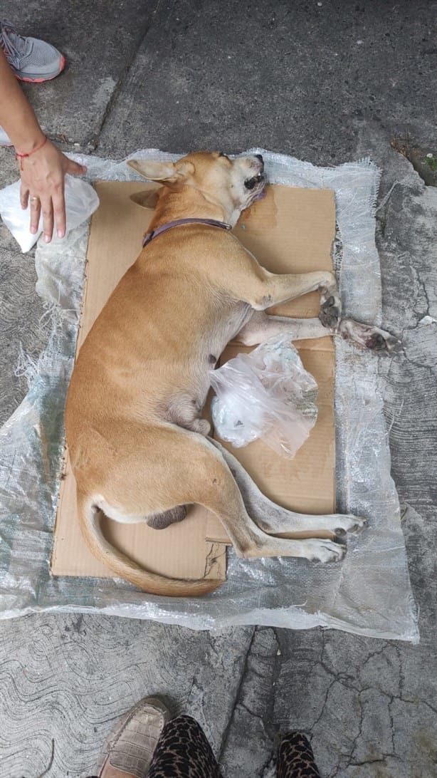 Envenenan a perro guardián de colonia de Veracruz