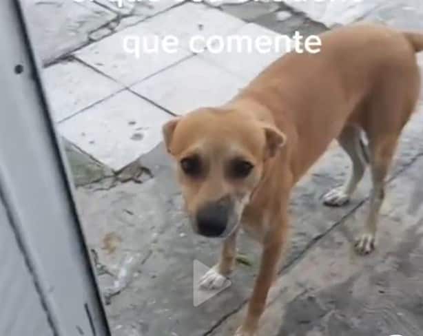 Envenenan a perro guardián de colonia de Veracruz