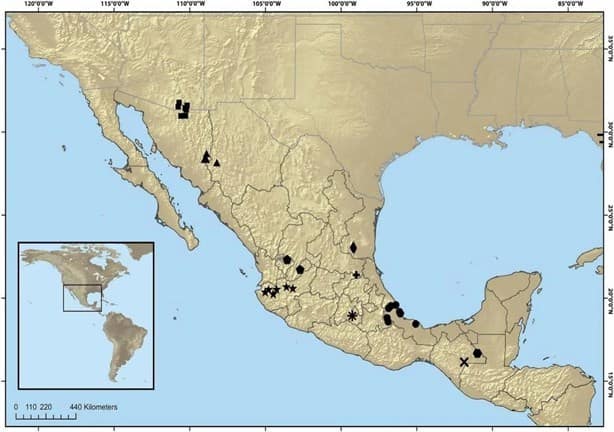 Vinagrillos gigantes: ¿Qué son y qué nuevas especies se encontraron en México?