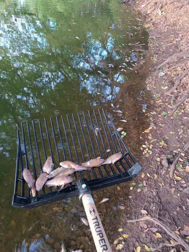 Aparecen peces muertos en lagunas la Ilusión y Ensueño, en Veracruz | VIDEO