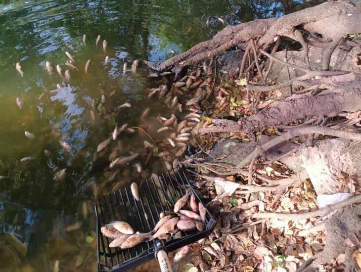 Aparecen peces muertos en lagunas la Ilusión y Ensueño, en Veracruz | VIDEO