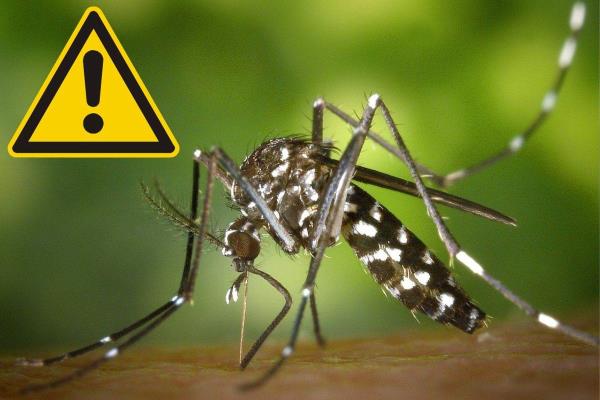 Ante casos de dengue, proponen regular Comité de Prevención y Control en Veracruz