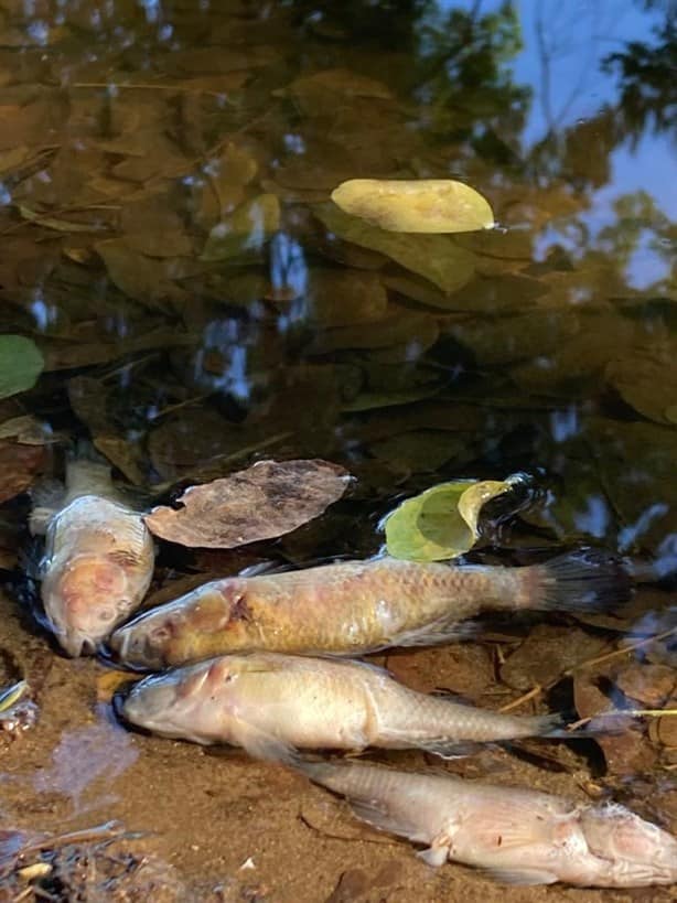 Aparecen peces muertos en lagunas la Ilusión y Ensueño, en Veracruz | VIDEO