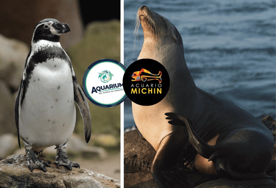 Acuario de Veracruz intercambia con Acuario de CdMx 15 pingüinos por 4 lobos marinos