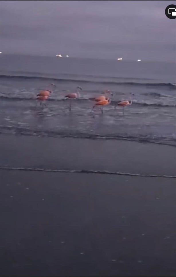 Avistan flamingos en playa de Boca del Río, Veracruz |VIDEO