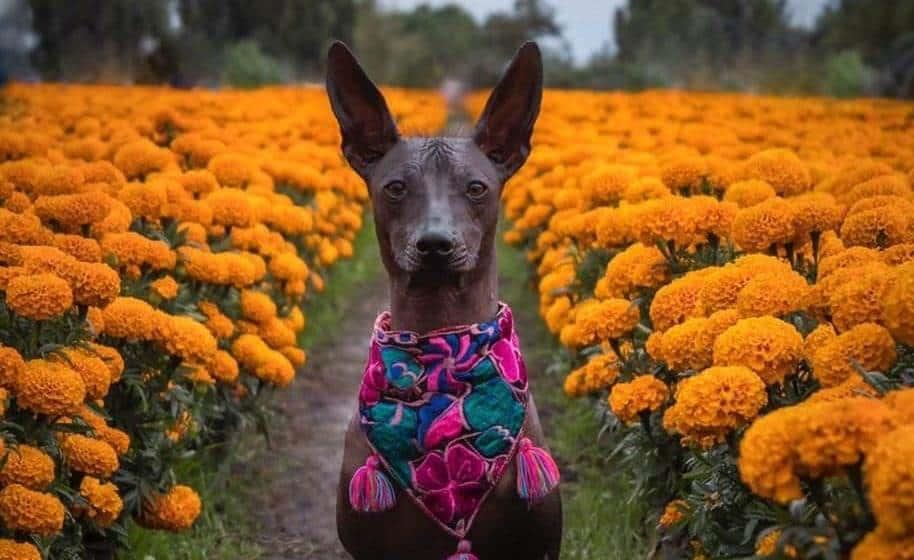 Día de Muertos: el Xoloitzcuintle, esto dice la leyenda del perro azteca