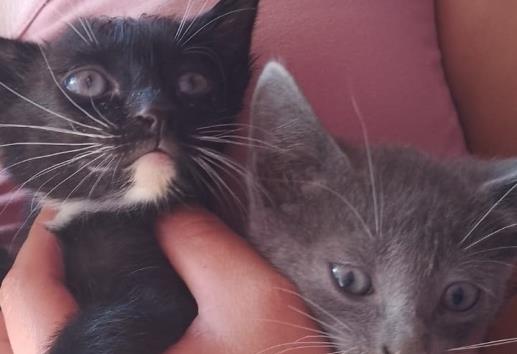 Animalistas piden no dar perros y gatos en adopción, ante sacrificios por Halloween