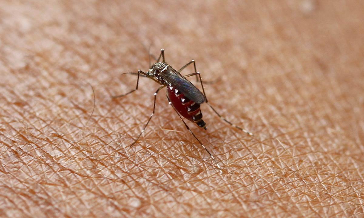 Dengue en Veracruz: ¿cuántos casos se registran en municipios afectados?