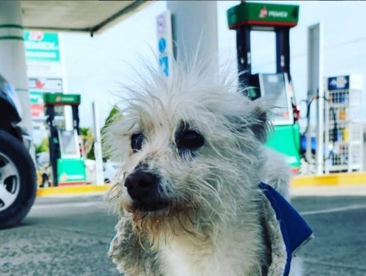 Muere Gasolín, famoso perro de gasolinera de Tecate, Baja California