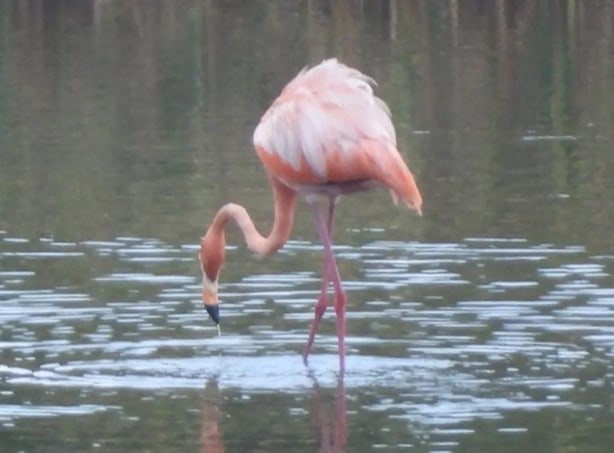 Flamingos aparecen en Mandinga, serían los que captaron en Boca del Río |VIDEO