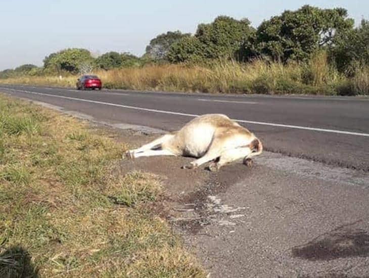 Familia en Tierra Blanca se estrella contra una vaca