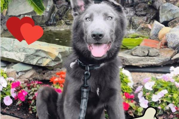 Blue bay shepherd: así se creó la nueva raza de perro-lobo más amigable que nunca