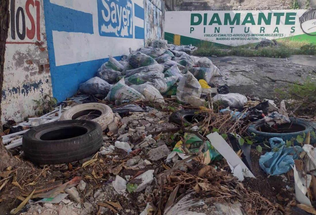 Denuncian basurero al aire libre en colonia Centro de Veracruz