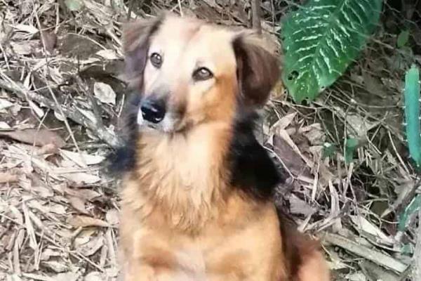Tras muerte de perrita ´Güera´, animalistas exigen prohibir pirotecnia en Orizaba