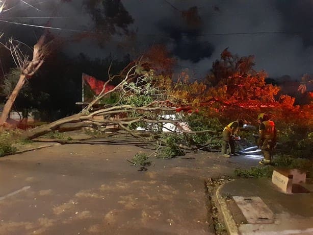 Fuertes vientos derriban un gran árbol en el fraccionamiento Floresta en Veracruz