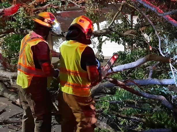 Fuertes vientos derriban un gran árbol en el fraccionamiento Floresta en Veracruz