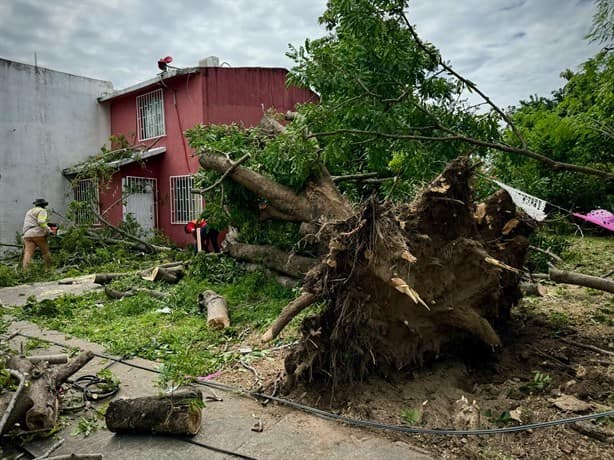 Cae árbol sobre casa en el Infonavit Los Volcanes, en Veracruz | VIDEO